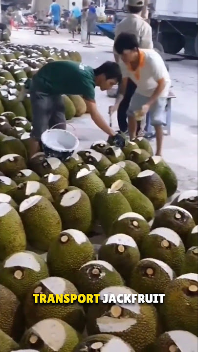 Amazing Method of Transporting Jackfruit 😲