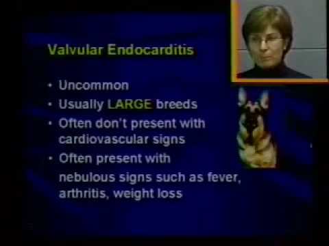 19 small animal cardiology