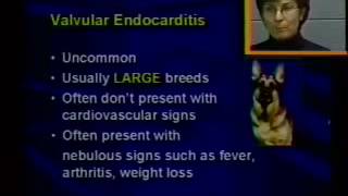 19 small animal cardiology