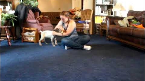 German Shorthaired Pointers Patron Retrieving at 8 Weeks old