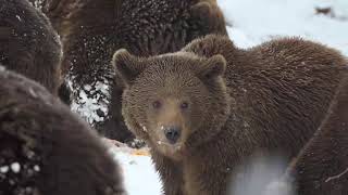 Feeding time in AMP Libearty