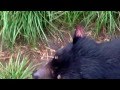 聽塔斯馬尼亞惡魔（Tasmania Devil的叫聲！)-201403
