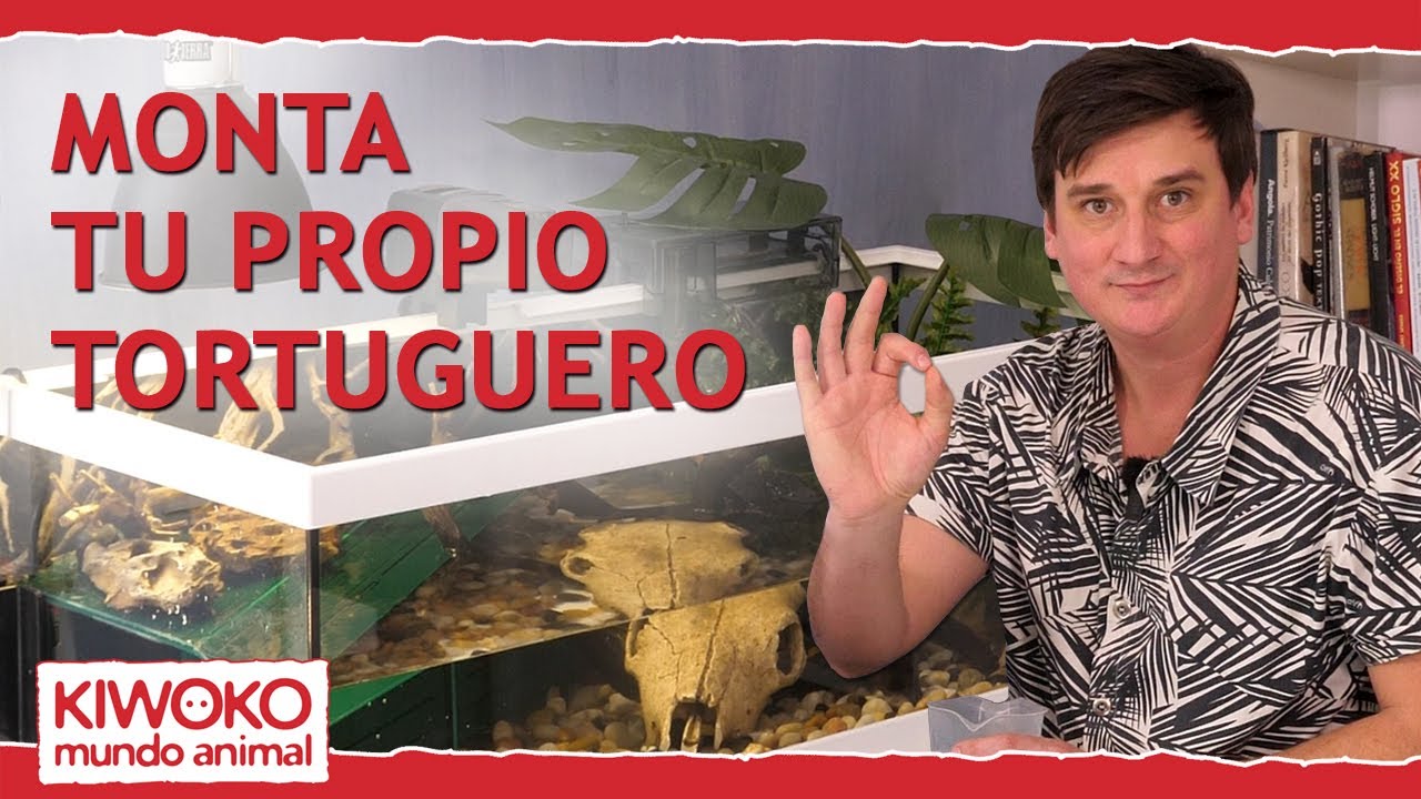 Cómo montar un tortuguero o acuaterrario🐢