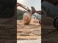 Teamwork in Dirt: How Two Machines Move a Massive Boulder