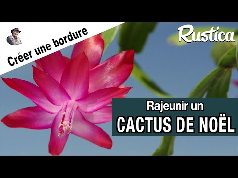 Vidéo: Cactus de Noël mou : Quelles sont les causes des branches de cactus de Noël fanées ou molles ?