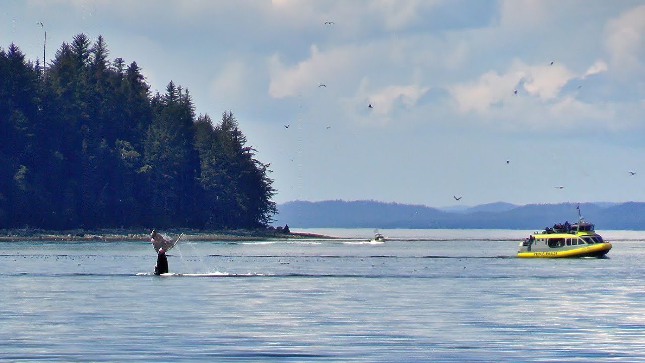 Humpbacks Sleeping & Tail Slapping - Blackfish Sound British Columbia