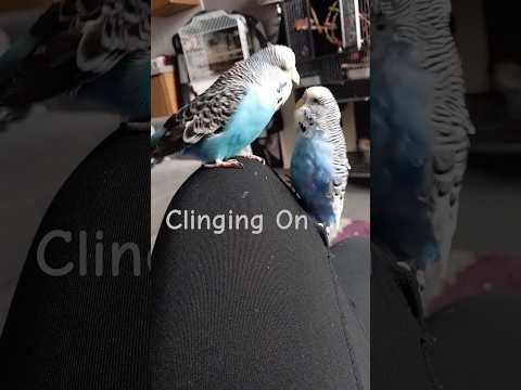 Rubin Flies Away Leaving Us 