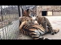 Тигрица Одри с малышами-тигрятами.