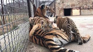 Тигрица Одри с малышами-тигрятами.