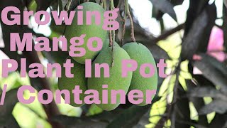 Details Growing Mango Plant (Shan e Khuda variety) in Pots/ Containers  #mango #growingmango #shanekhuda Update