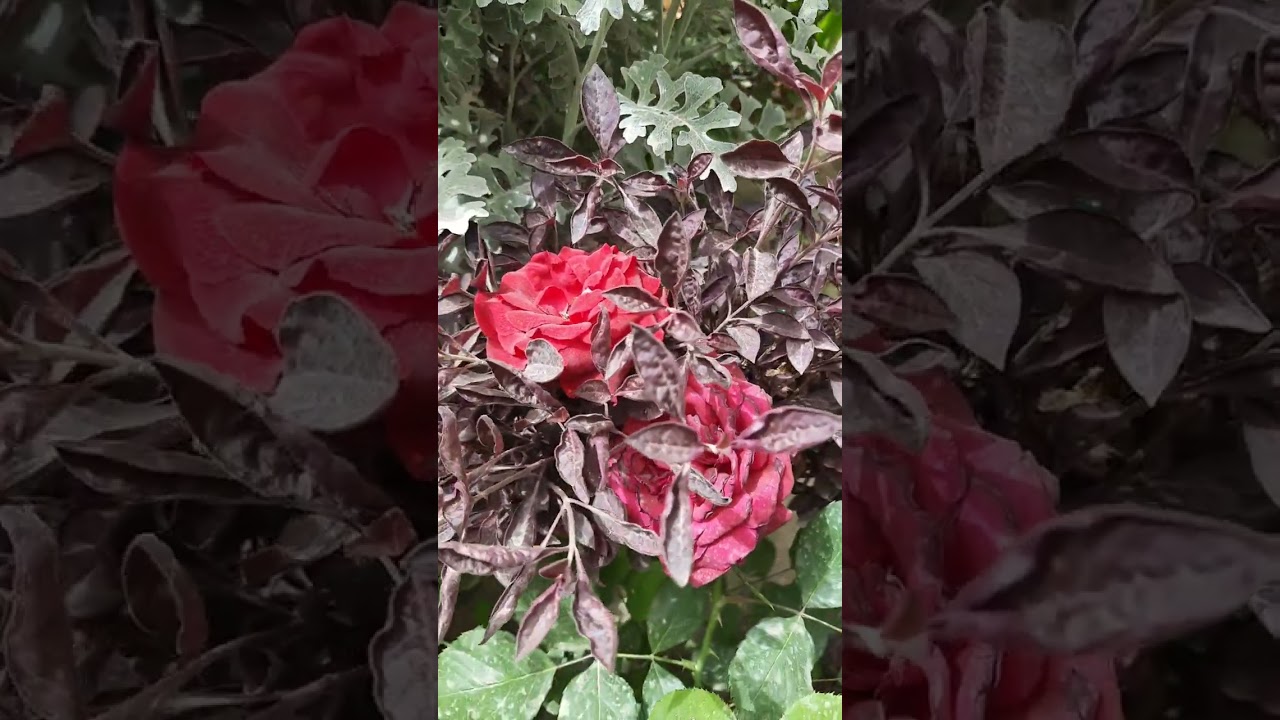 اهم مقومات نجاح الورد الجوري في الحديقة المنزلية