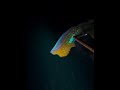 Night Spearfishing #freediving #spearfishing