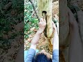 Ide cerdas mengelupas kulit kayu menggunakan alat sederhana #shorts