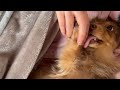 お姉ちゃんから絶対離れたくない犬 チワックスれあ