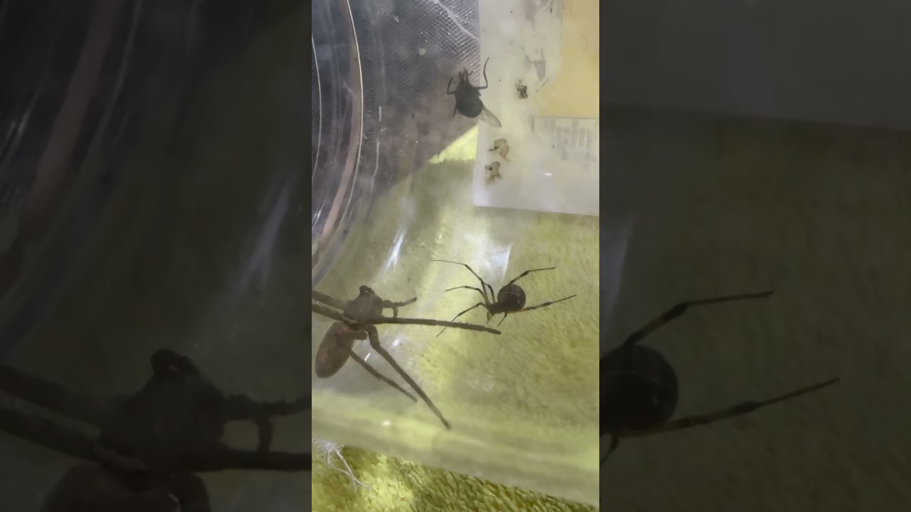 Araña violinista vs viuda negra