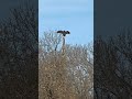 saw this guy on my walk he looks like a totem pole so cool #natureisamazing