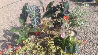 Comprei muitas plantas  🌿e lindas flores no jardim 🌺