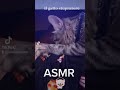 il gatto stupr4tor3