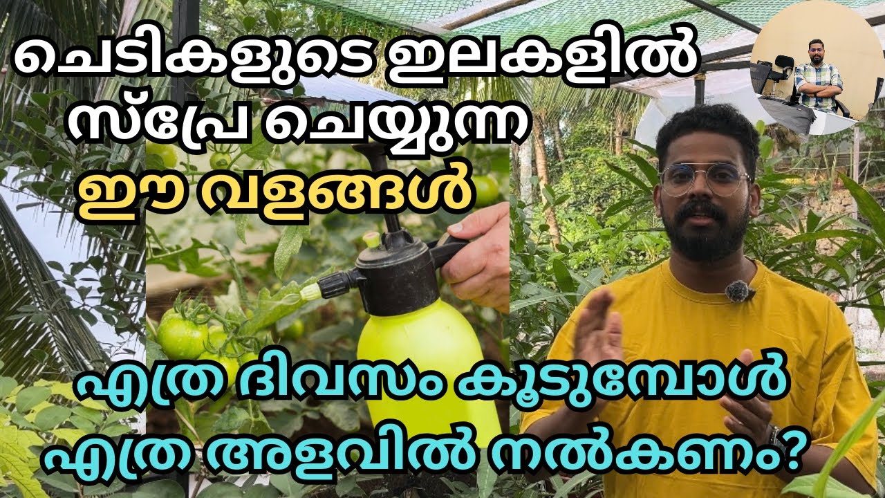 ഇലകളിൽ സ്പ്രേ ചെയ്യുന്ന ഈ വളങ്ങൾ എത്ര ദിവസം കൂടുമ്പോൾ എത്ര അളവിൽ നൽകാം? | Foliar spray fertilizer