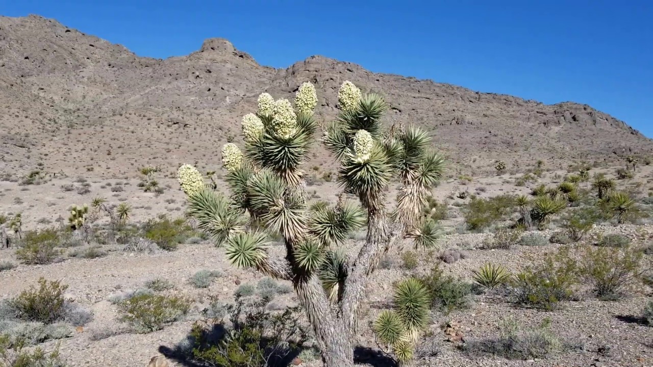 Desert Plant Life Part 3 Las Vegas Area Gass Peak Desert National
