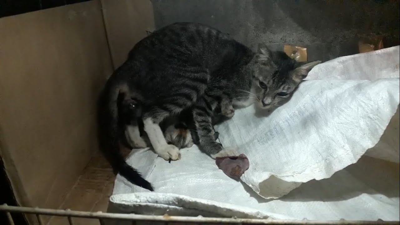 Cat having silent contraction and giving a birth to her 3rd kitten YouTube