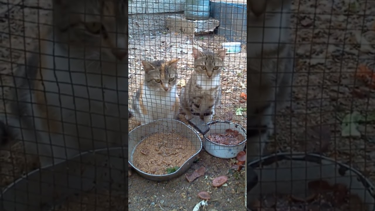 “Meow = More Food! 🐱🍗🐈🐱🐈🐱🐈 