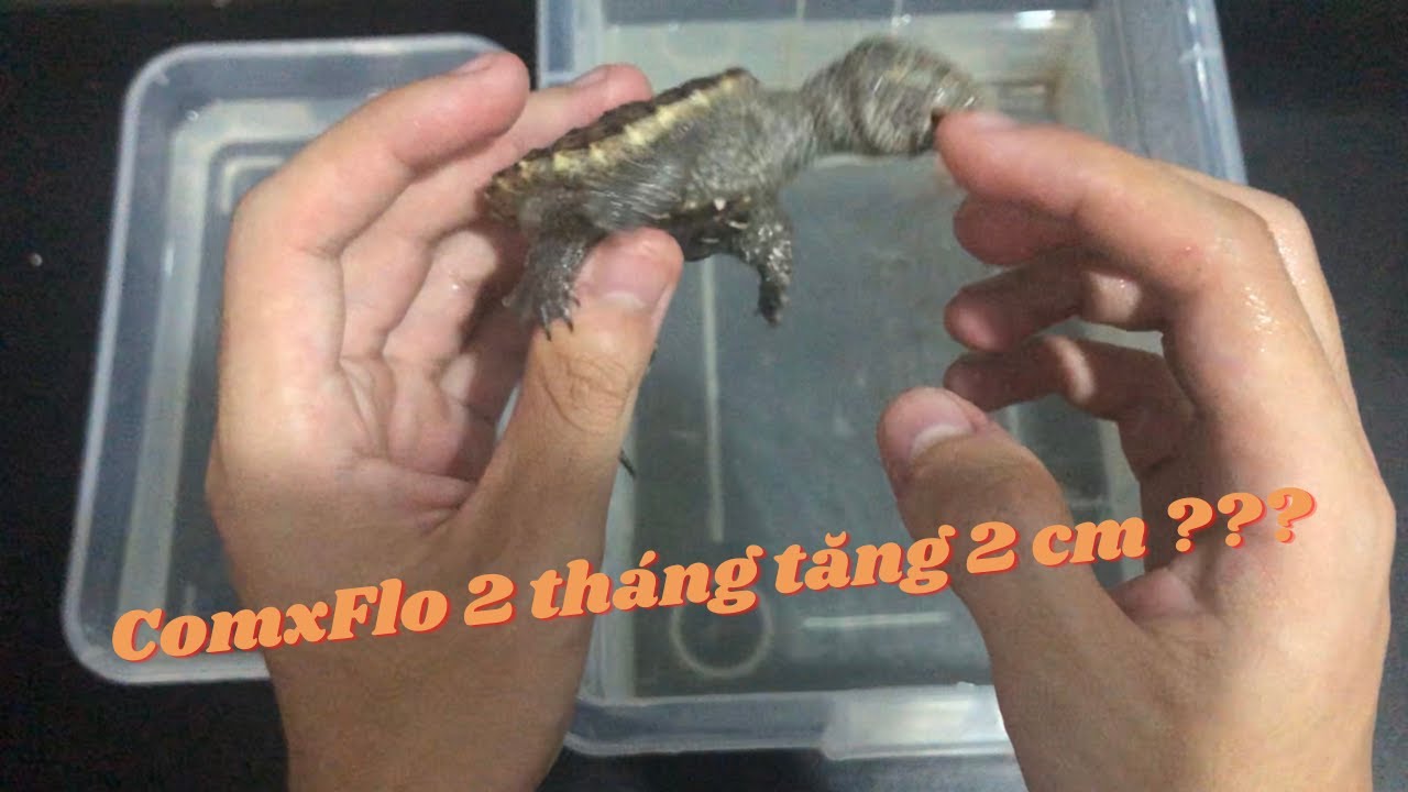 Rùa comxflo sau hơn 2 tháng nuôi và vấn đề về phơi... - youtube