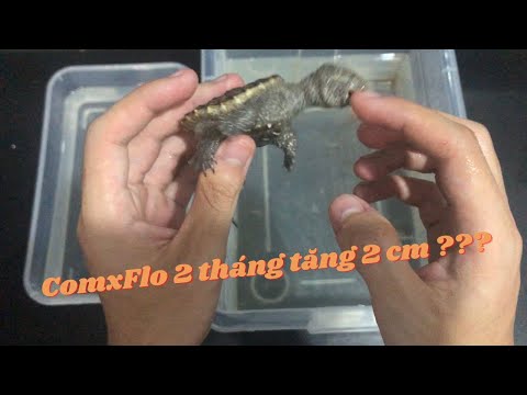 Video Rùa comxflo sau hơn 2 tháng nuôi và vấn đề về phơi... - youtube