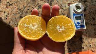 Exclusive Orlando Tangelo Taste Test & Overview! Beauty, Tanginess & Sweetest All In 1 Fruit! Details