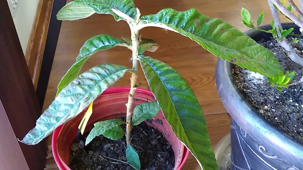 Ep86 枇杷树叶长枯斑下垂是怎么回事 Youtube