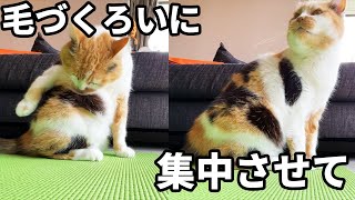 毛づくろいに集中したい三毛猫のまりも
