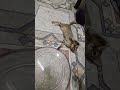 #pets #cat #youtubeshorts #funnycats #trending #trandingshorts #cute #cutecat
