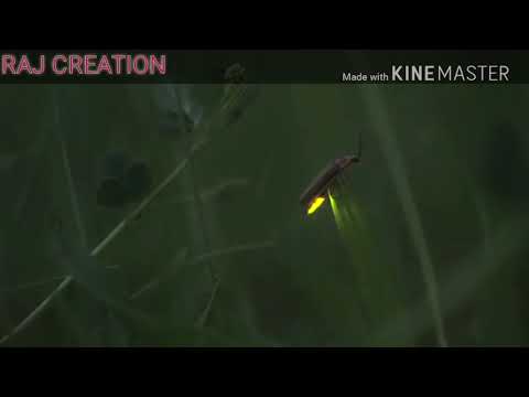 This is real video recording of fire flies (આગિયા जुगनू) in the forest near Radhanagri in Kolhapur