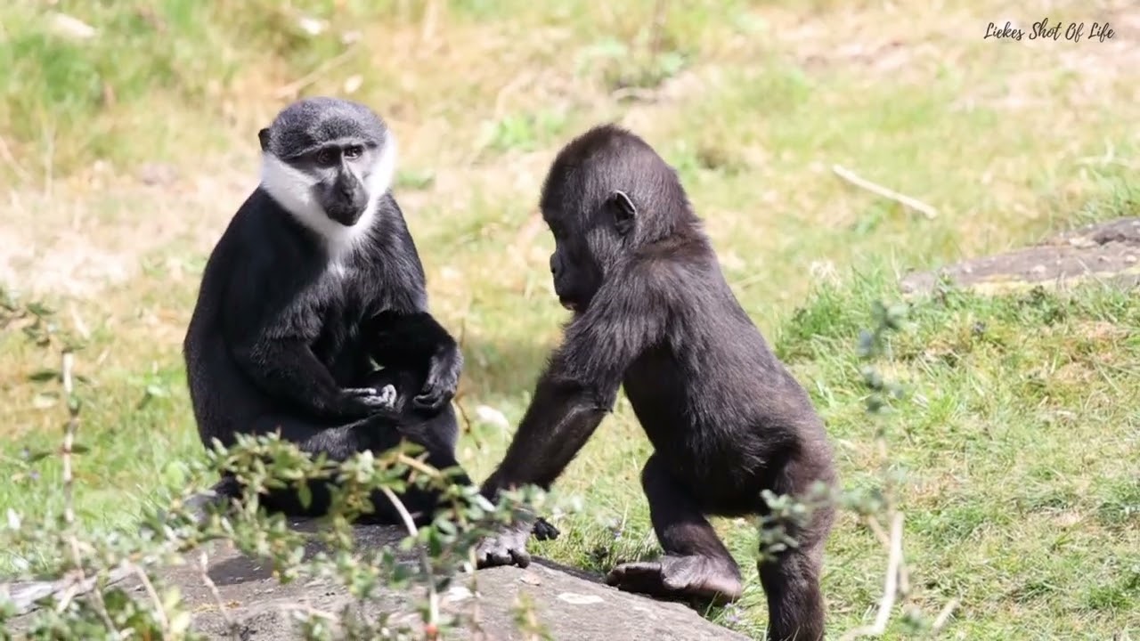 GORILLA TODLER KIANGO AND THE LITTLE MONKEY