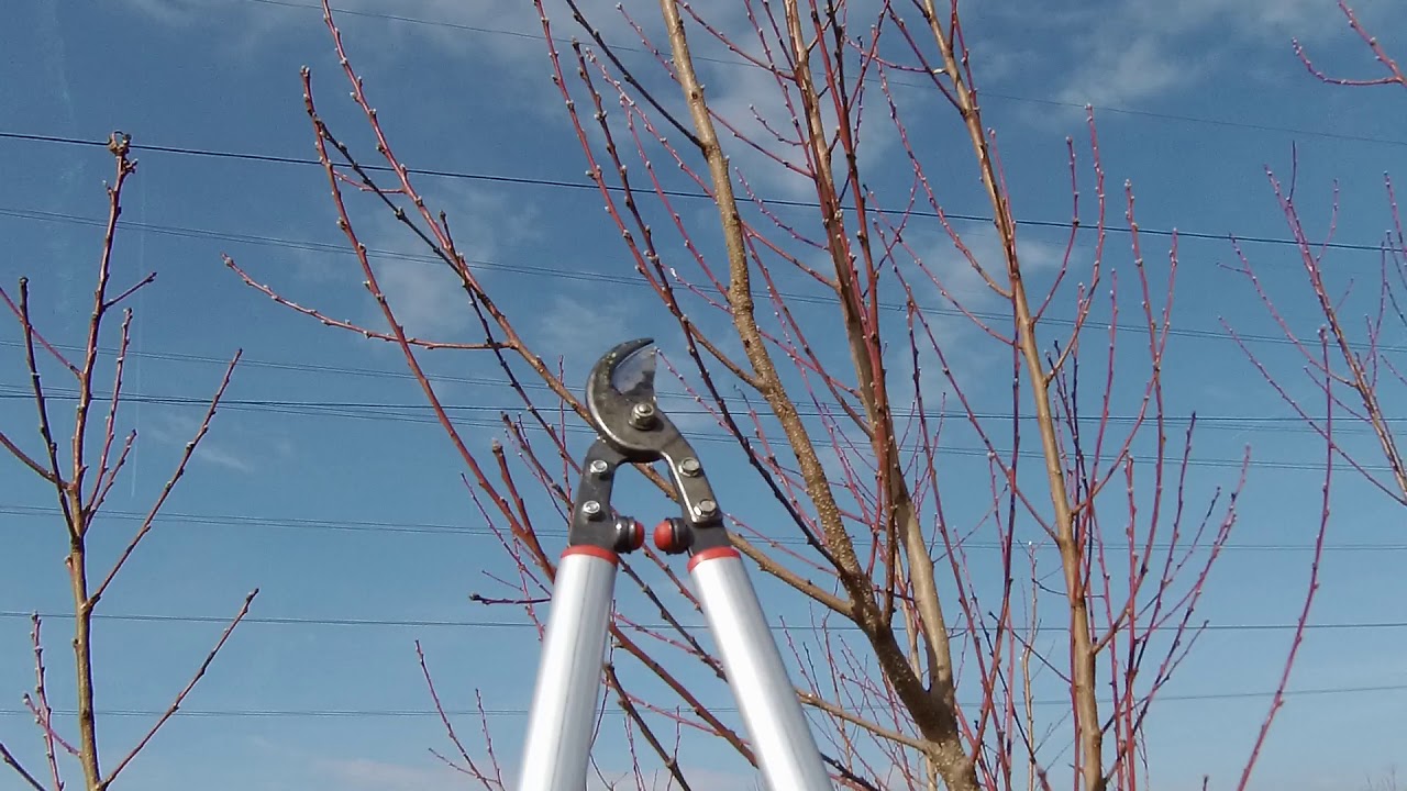 2 éves őszibarack metszése  1. rész