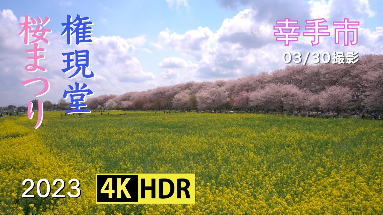2023 権現堂公園の桜(4K-HDR) Cherry Blossoms At Gongendo Park In Satte (UHD-HDR)