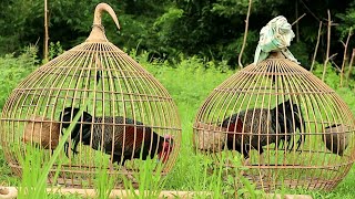 KEINDAHAN Bulu Ayam Hutan Hijau yang cuma ada di Indonesia