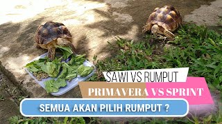 JANGAN KHAWATIR JIKA SULCATA ANDA TIDAK SUKA MAKAN RUMPUT | SULCATA TORTOISE | KURAKURAKAMI EPS 3
