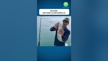 Ngư dân bắt được cá mú khổng lồ #shorts #khampha #danhbatca