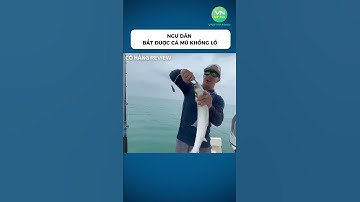 Ngư dân bắt được cá mú khổng lồ #shorts #khampha #danhbatca