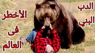 الدب البني | حقائق رائعة عن الدببة ستكتشفها لأول مرة Brown Bear