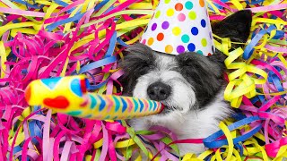 Dog Birthday Party Ideas: 3 Easy Ways to Celebrate Your Dog’s Birthday screenshot 3