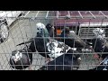 Голуби, Кролики, Куры - Рынок Бруснёвский, г. Ставрополь / Pigeons, Rabbits, Chickens /- Stavropol.