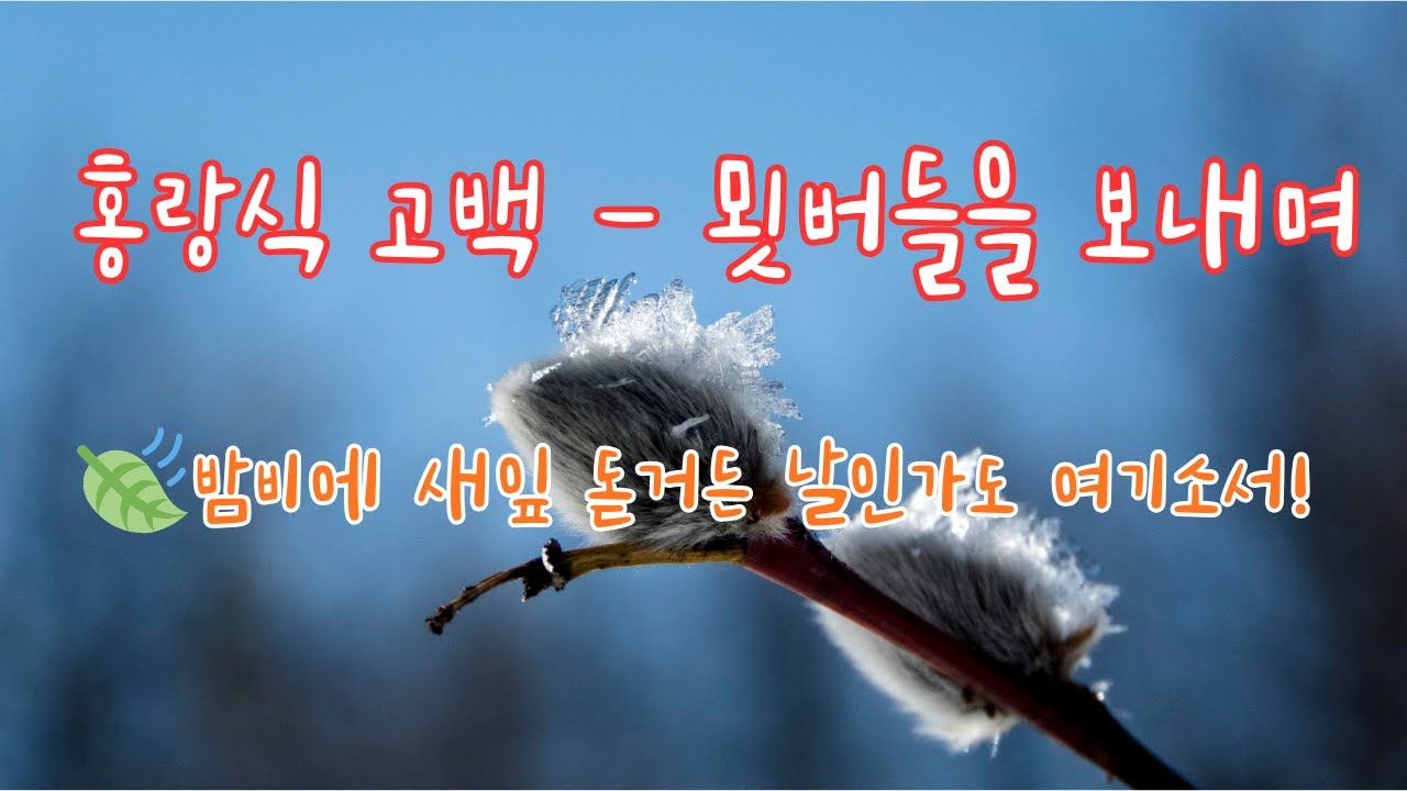 홍랑식 고백, 묏버들을 보내며/🍃멀리 떠난 임에게 보내는 세상 가장 순수한 고백 홍랑의 시조 Hongnang's Confession - Sending a Willow Branch