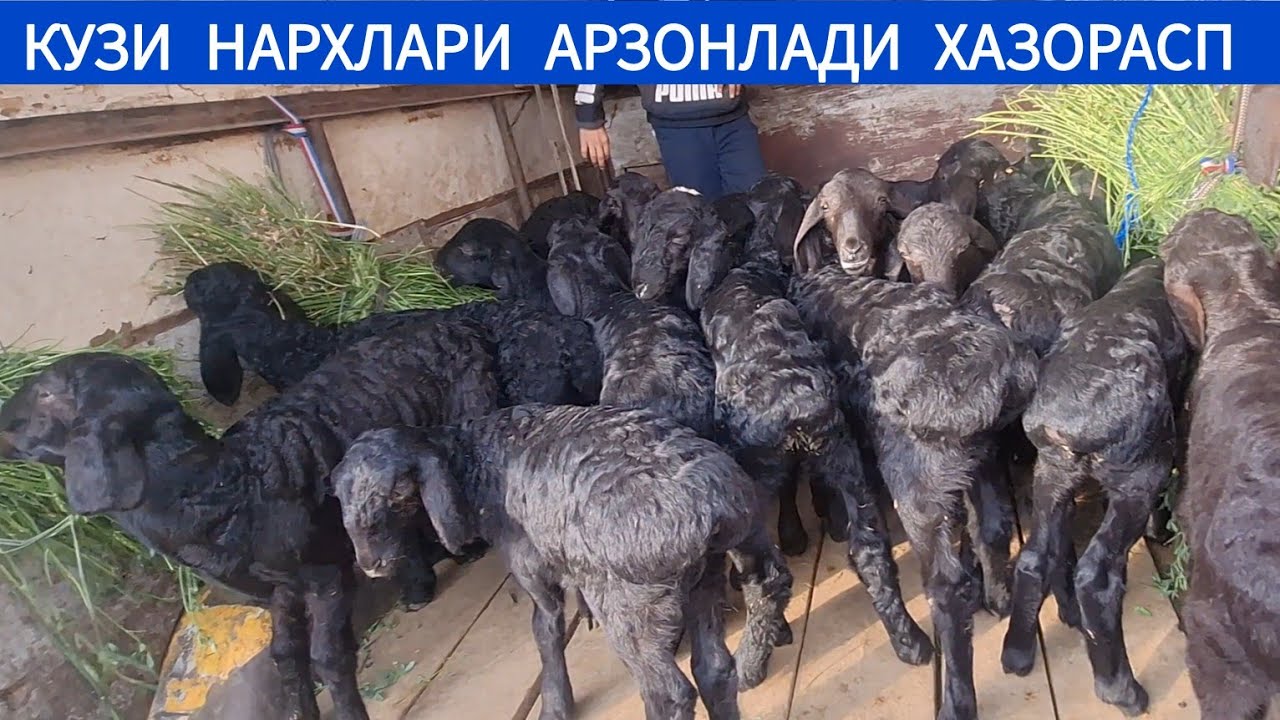 КУЙ КУЧКАР КУЗИ НАРХЛАРИ ХОРАЗМ ХАЗОРАСП БОЗОРИ 25 МАЯ 2025-ЙИЛ !!! ХОРАЗМ ОБЗОР