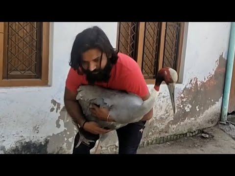 Sarus Crane That Followed UP Man, Separated From Him, Released In Bird Sanctury