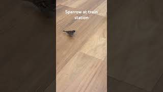 #trendingshorts #birds #australia #sparrow #free #eating #waiting #train #station #holiday