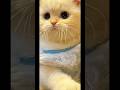 Cute cats?