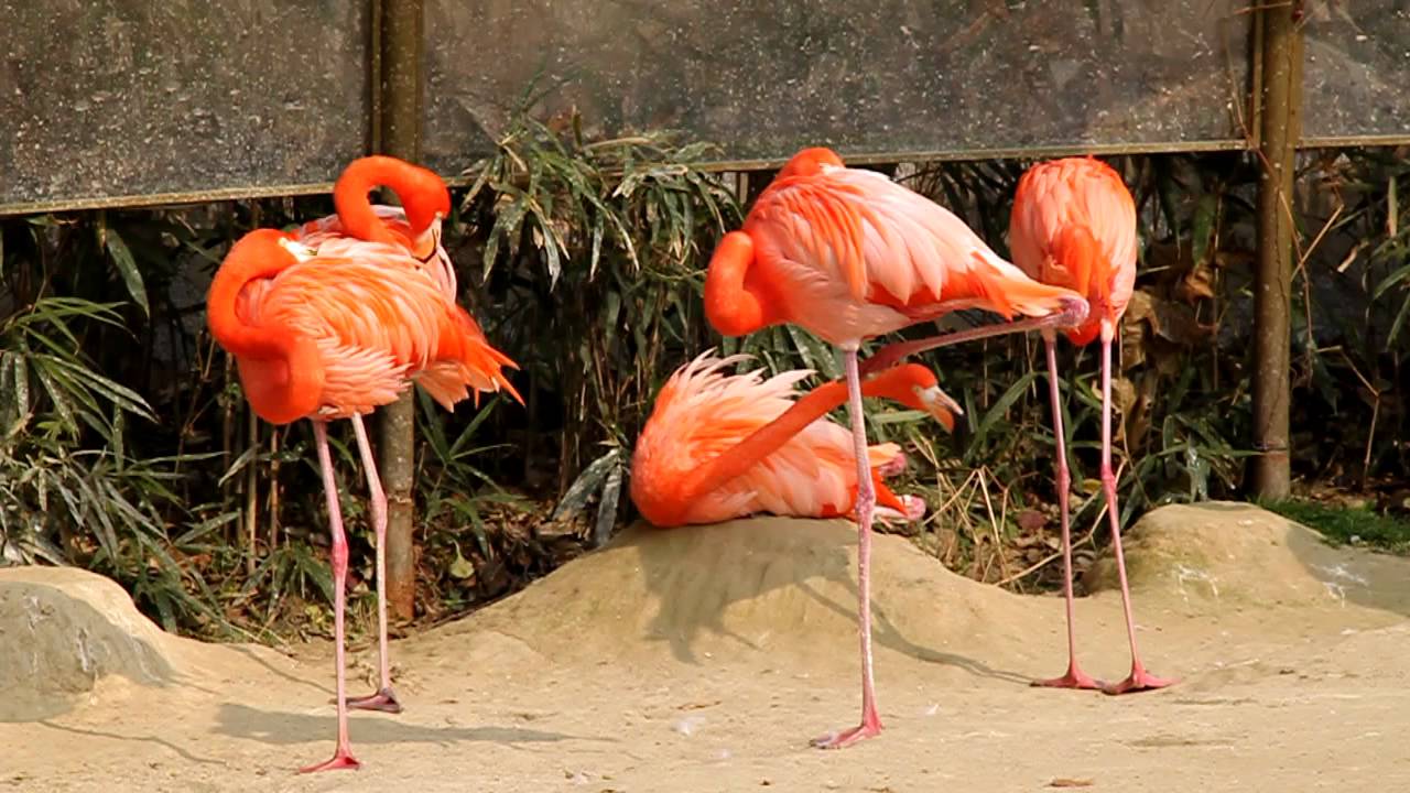 한 발로 서서 자는 홍학(紅鶴, flamingo) - 2 - YouTube