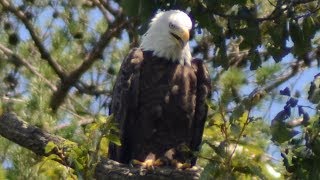 Bald Eagle Call Loud Sound & Preening Feathers